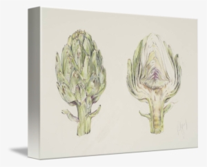 Picture Stock Study By Deborah Young - Artichoke Drawing