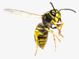 Homemade Repellents: Safe Organic Repellents To Keep