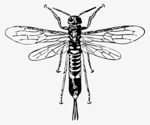 Horn Tail Wasp Clipart Png