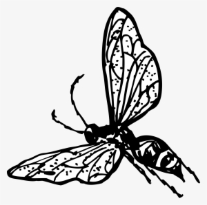 Wasp Png