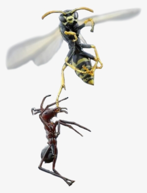 Animalant And Wasp - Ant And Wasp