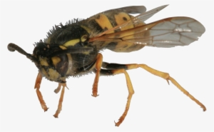 Canning Fruit Or Tomatoes Always Brings Them Around - Wasp