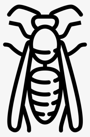 Big Wasp Comments - Wasp