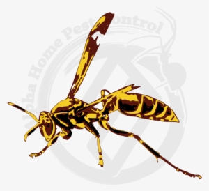 Paper Wasp Image Gallery - Paper