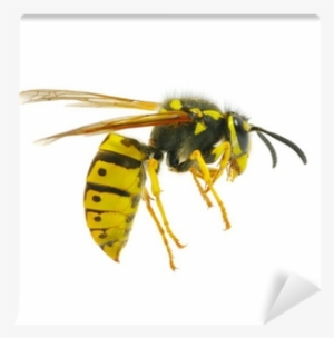 Yellow Jacket Bee Png