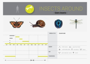 Products Hyperbody 05 Insects Around - Net-winged Insects
