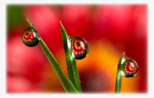 Camera Aperture And Depth Of Field - Depth Of Field Photography