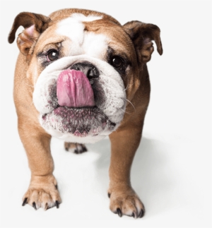 Choosing To Neuter Or Spay Your Pet Exhibits Many Benefits - Dog Pet Png