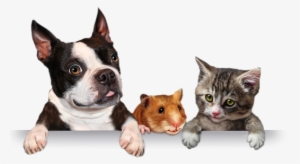 Banner Shadow - Pets Png