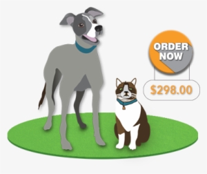 Order Now Cat Dog - Dog Catches Something