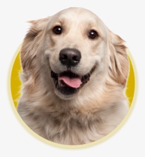 Family Owned And Operated, We Have Been Feeding Your - Almofada Pet Golden Retriever