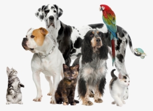 Pets - Pets In A Group