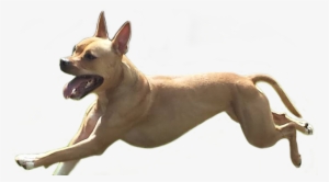 Dog Running Png