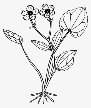 This Free Icons Png Design Of Mountain Buttercup