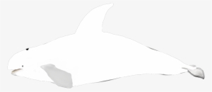White Orca - Thought