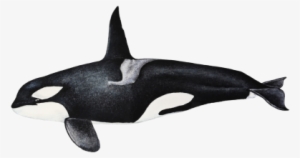 Orca - Orcinus Orca - Killer Whale