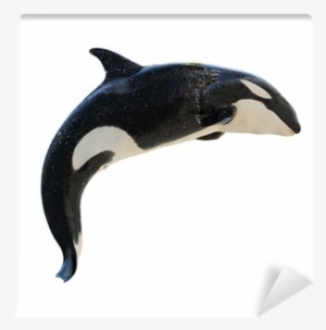 Leaping Killer Whale, Orcinus Orca Wall Mural • Pixers®