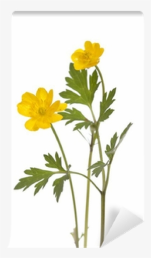 Smörblomma