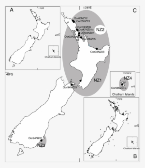 The Distribution Of Killer Whales Around New Zealand - Killer Whale