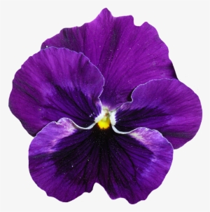 Viola Fiore Png - Ultra Violet Bloemen