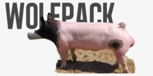 Wolf Pack - Wolf
