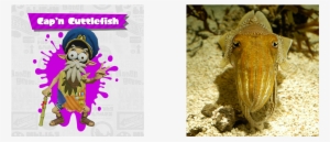 Capn - Animals Camouflage Facts