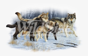 Wolf Pack In The Snow