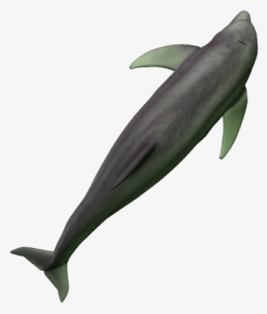 71k Dolphin38 Kpl - Blue Whale