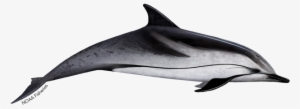 Striped Dolphin - Clymene Dolphin