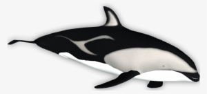 Dusky Dolphin - Killer Whale