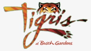 Busch Gardens' Roaring New Roller Coaster, Tigris, - Tigris Roller Coaster At Busch Gardens