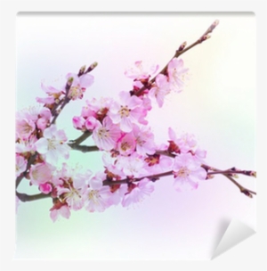 Spring Flowering With Apricot Branch On Colorful Blurred - Armenian Plum