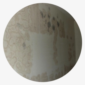 Ptac Wall Mold Picture@2x - Circle