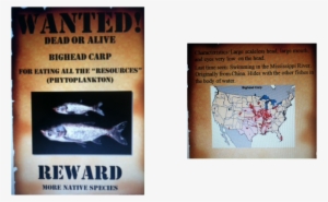 Bighead Carp Was Introduced Into The United States - Asian Carp Most Wanted Poster