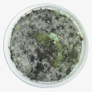 Facts About Mold - Mold