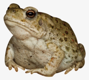 Toad Transparent Dry Graphic Black And White Stock - Toad Animal Png