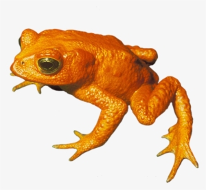 Golden Toad Png, Toad Clip Art Png - Golden Toad Transparent Background
