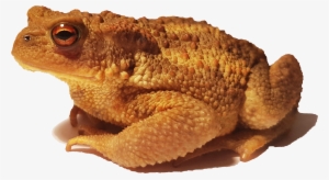 Bufo Bufo Spinosus 2 - Bufo Spinosus