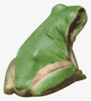 American Bullfrog Tree Frog True Frog Toad - Clip Art