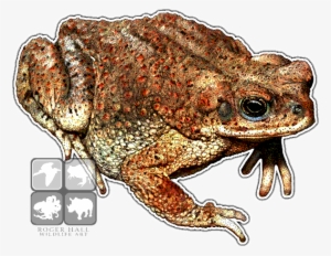 Red-spotted Toad Decal - Red-spotted Toad Throw Blanket