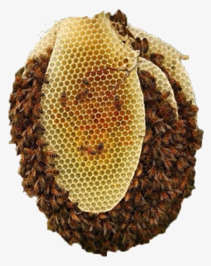 Beehive - Natural Bee Hives