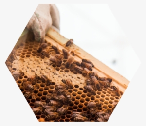 Bee World - Honeybee