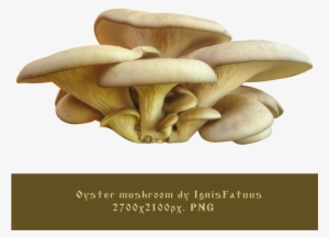 Oyster Clipart Oyster Mushroom - Oyster Mushroom