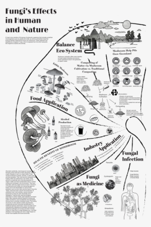 Fungi Copy