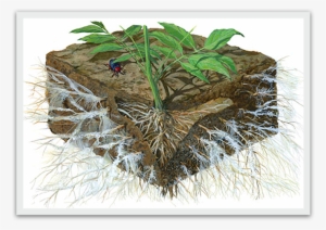 The Term Mycorrhiza Refers To The Role Of The Fungi - Soil Fertility