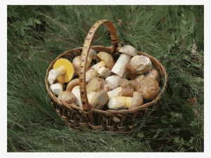This Free Icons Png Design Of Edible Fungi In Basket