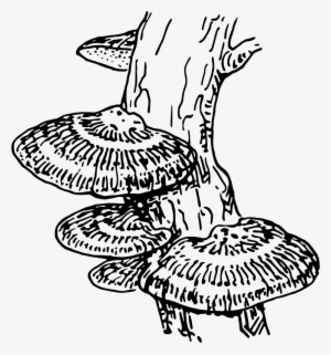Medium Image - Fungi Clip Art