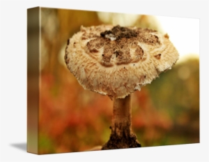 Umbrella Fungi By Ronny Vandergunst Graphic Library - Fungus