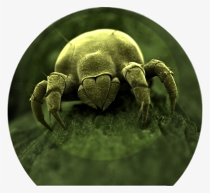 Dust Mites Love Fungi - Close Up Of Germs