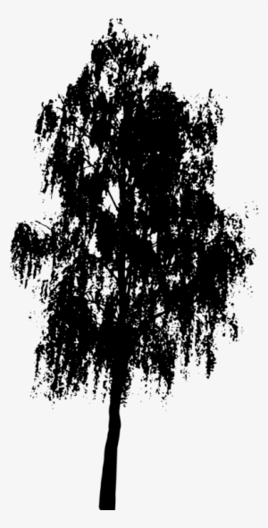 Palm Trees Trunk Shrub Birch - Tree Silhouette No Background